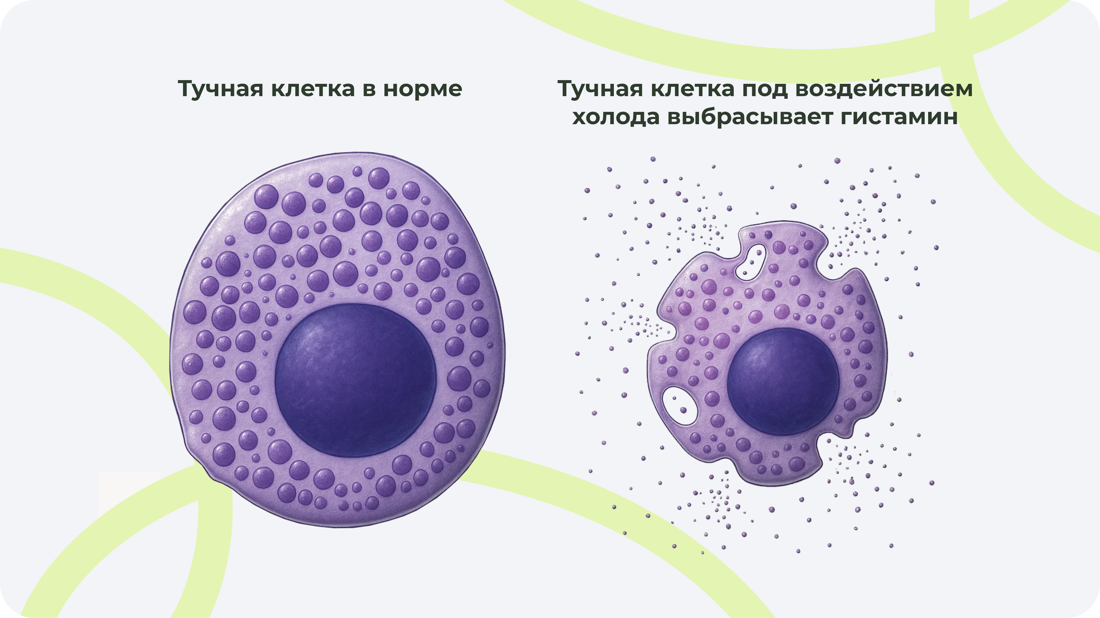 Визуализация процесса изменения тучной клетки и высвобождении гистамина Структура клетки иммунной системы в нормальном состоянии и при воздействии холода