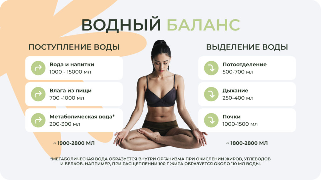 Иллюстрация показывает динамику водного обмена: как жидкость распределяется, усваивается и выводится из организма Водный баланс в организме