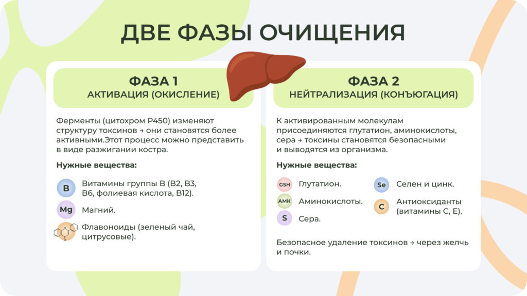 Печень проводит очищение с помощью двухфазной работы Схема двух фаз работы печени