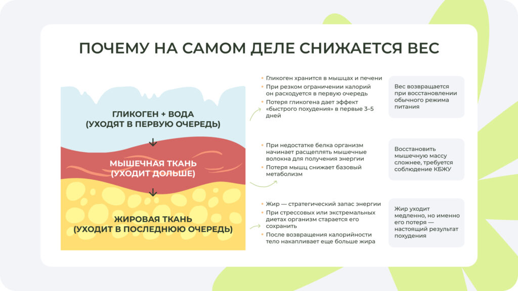 Вес снижается в первую очередь за счет гликогена, воды и мышц. Иллюстрация работы механизма по снижению веса