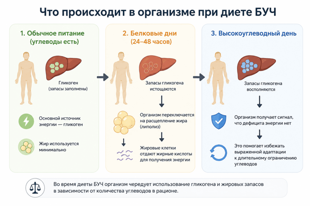 Изменения в организме при обычном питании, в белковые и высокоуглеводные дни Что происходит в организме при диете БУЧ.