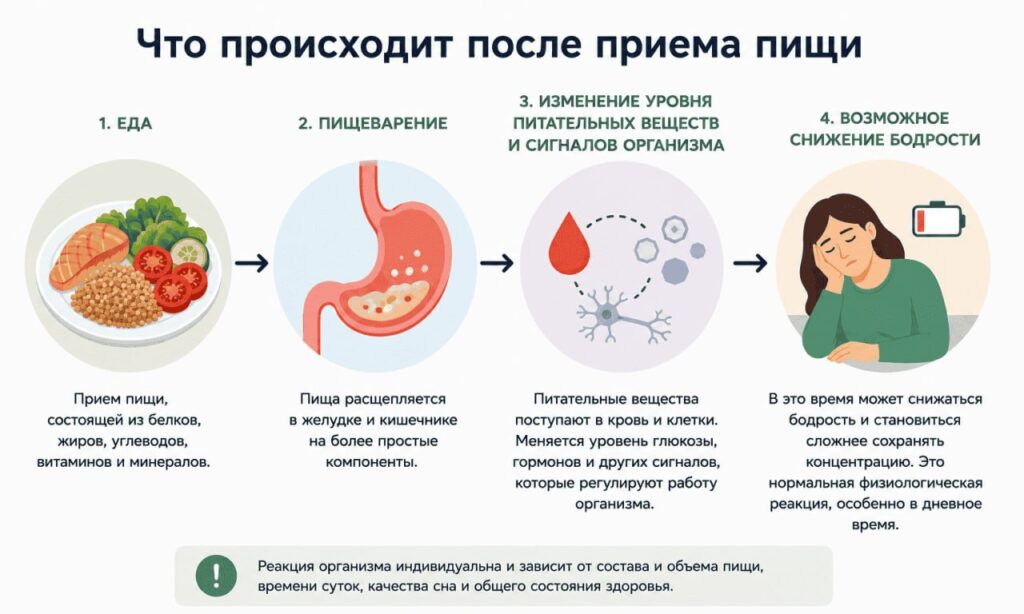 После приема пищи запускается цепочка процессов: пищеварение, усвоение питательных веществ и изменение сигналов организма. На этом фоне может временно снижаться бодрость.