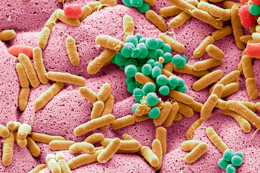 Что такое микробиота