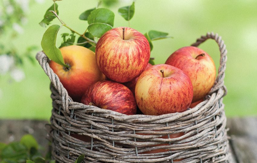 Яблоки одни из натуральных пребиотиков