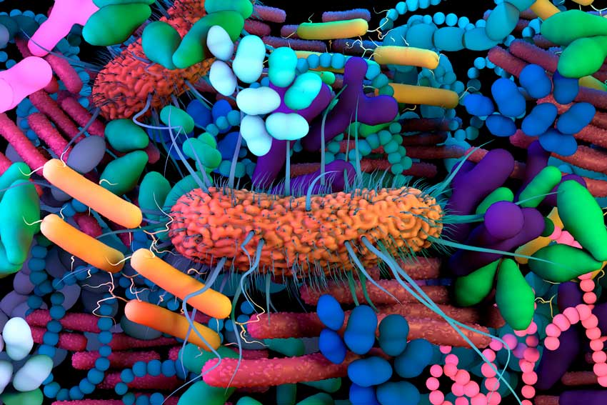 Функции микробиоты кишечника