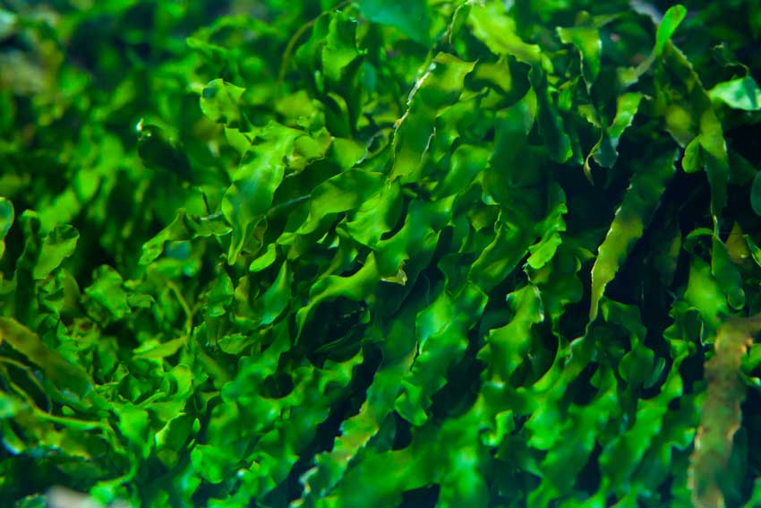 Чем полезны водоросли для человека